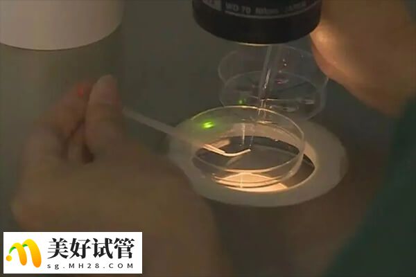 两个胚胎移植是试管治疗的一种选择