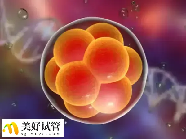 胚胎移植后胎停可能与染色体异常有关