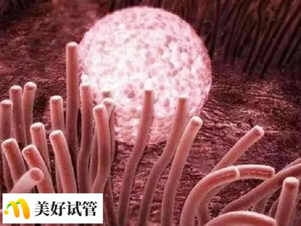 C型内膜表现为均质高回声